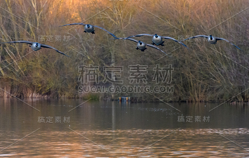 一群加拿大鹅正降落在丁顿牧场黑天鹅湖的水面上