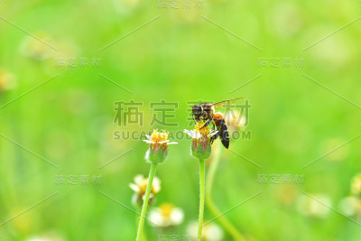一只蜜蜂停在花上