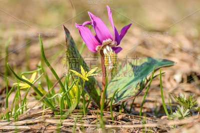 花野洋红草甸春