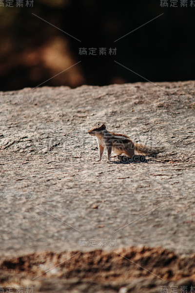 陆地上松鼠的特写镜头