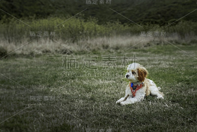 狗躺下