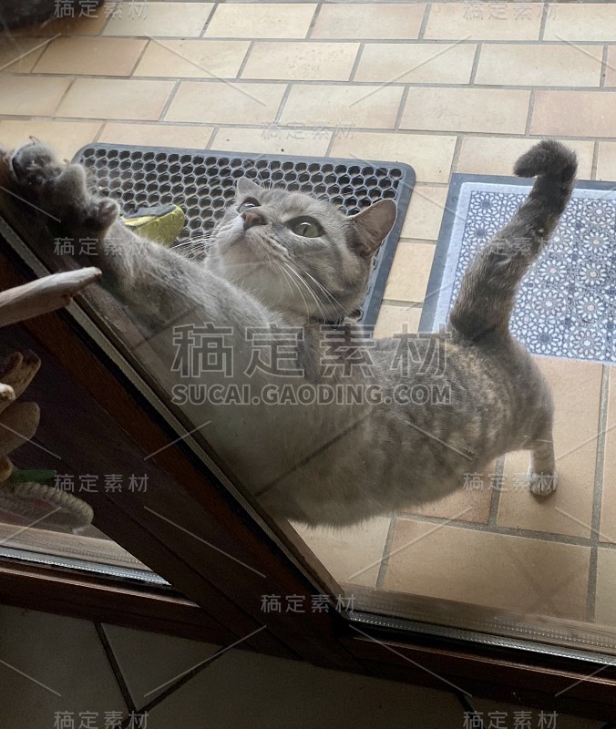 让我把猫放进去