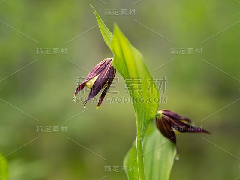 一个凤仙花兰花