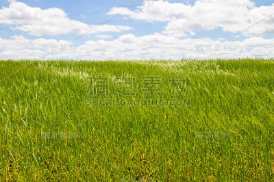 一片年轻的绿色麦田