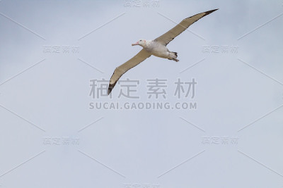 南乔治亚流浪信天翁的翼展为12英尺