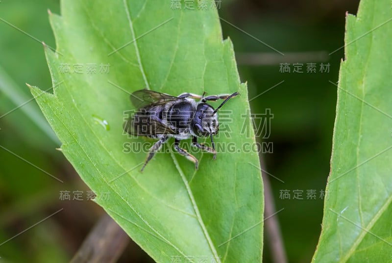 叶子上的小蜜蜂