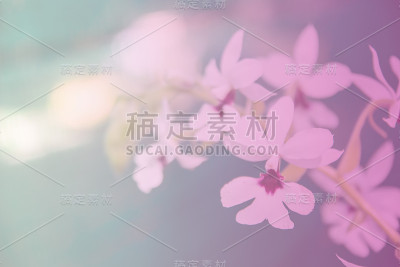 美丽的泰国兰花花背景