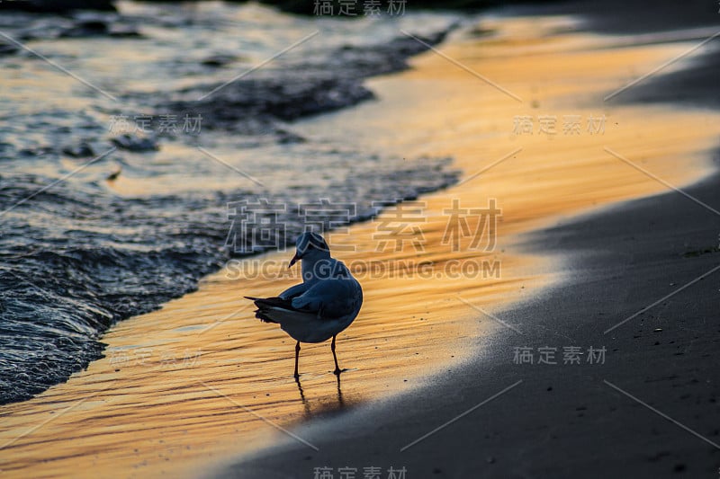 美丽的年轻海鸥在海滩上，夕阳和色彩斑斓的海水，鸟儿在海滩上行走，海浪拍打着海岸