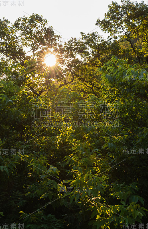 在墨西哥蒙特雷的森林里，夏日的日出照亮了绿色的树叶