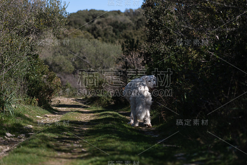 Kirbi the Kuvasz