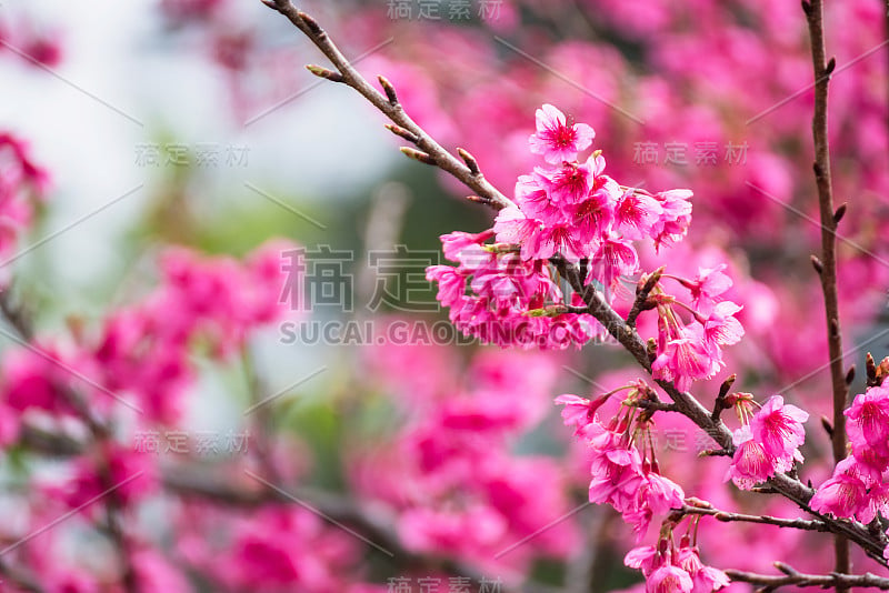 美丽的粉红色樱花。鲜艳的颜色樱花或粉红色樱花柔焦点。泰国。