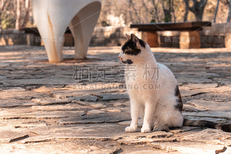 老受伤的流浪街黑白猫站在远处遥望。克罗地亚喀尔卡河畔到处都是流浪猫