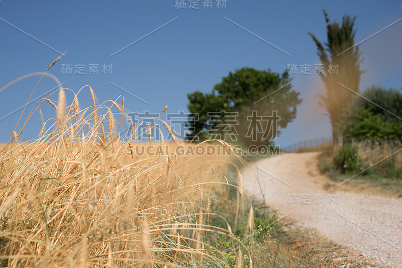 夏季乡村景观与田野和干草