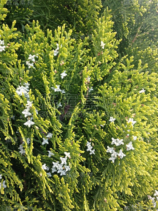 杜松(Juniper)植物在太阳。