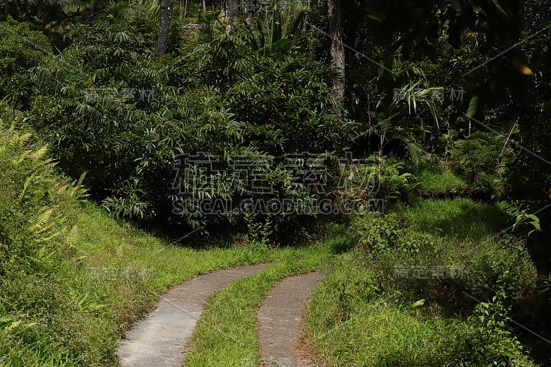 热带植被路径在Chamarel毛里求斯，印度洋，非洲