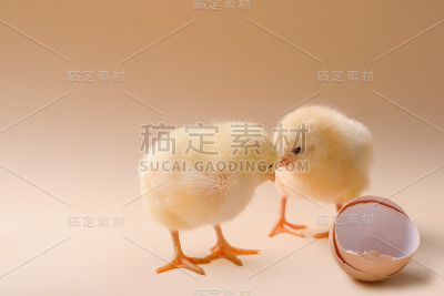 这是三只刚出生的毛绒绒的雏鸡在蛋壳旁边的图片。