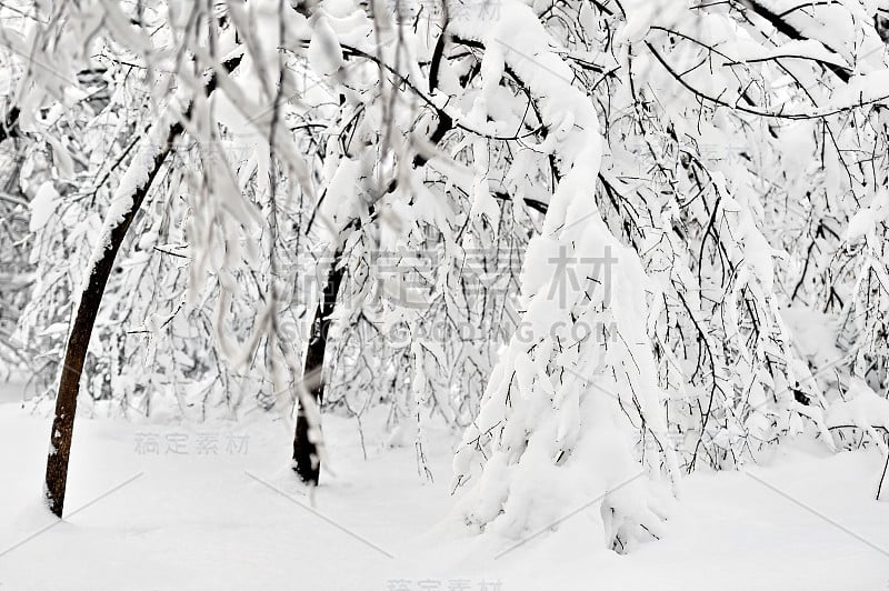 一场大雪过后，树枝上挂满了雪