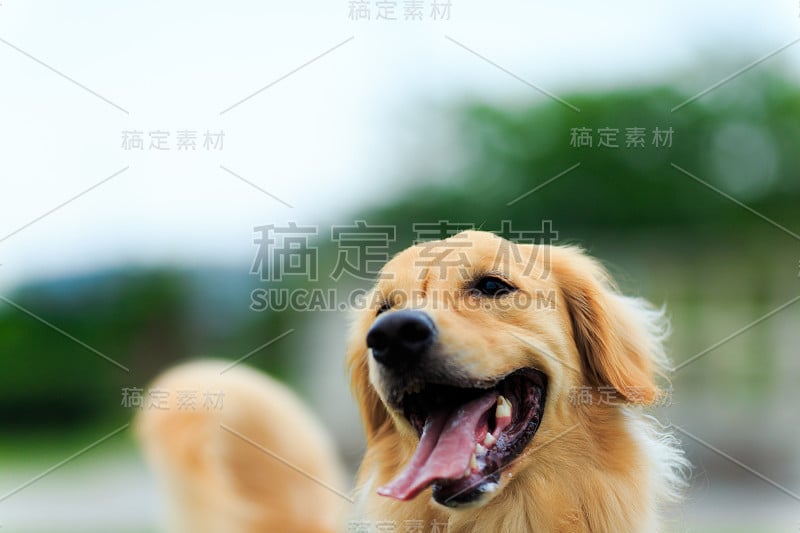 金毛猎犬