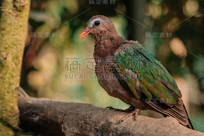 普通的祖母绿鸽子或紫凤蝶坐在树枝上，阳光从头顶倾泻而下。在自然条件下的热带鸟类特写。