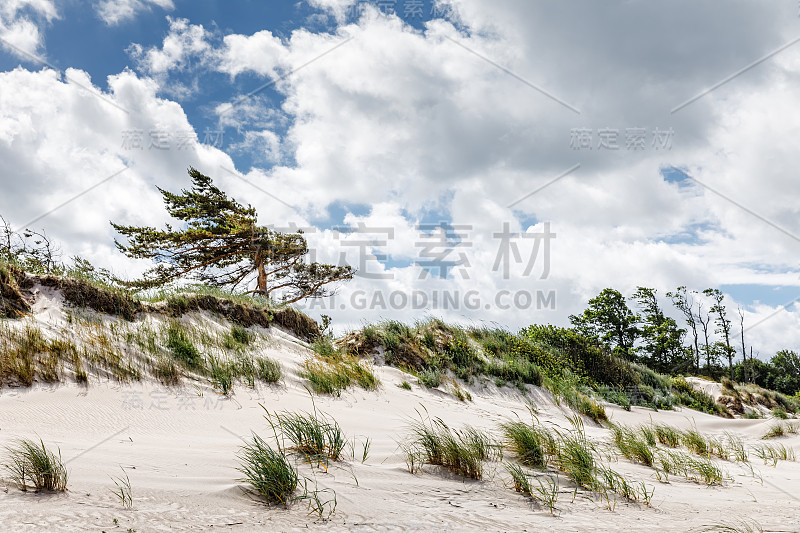 经典的波罗的海海滩景观