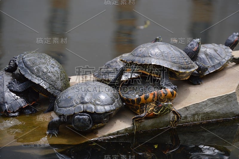 海龟在石头