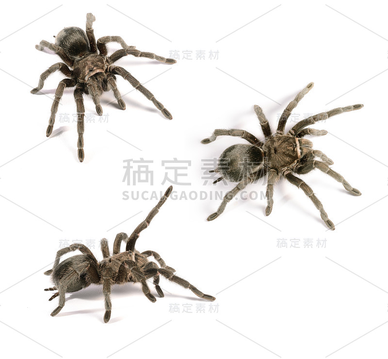 分离出黑狼蛛Grammostola pulchra