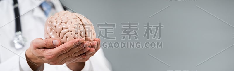 拿着人脑模型的医生