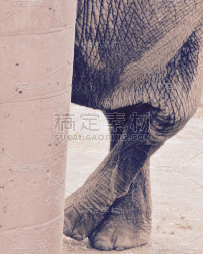 大象交叉双腿