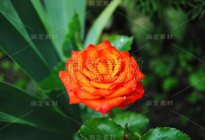 美丽的玫瑰花