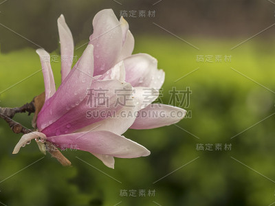 白玉兰，白玉兰