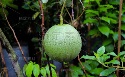 柚子在树上。健康的绿色柚子果实
