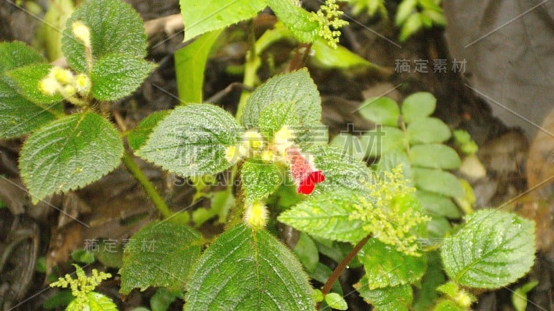 丛林植物上的红花