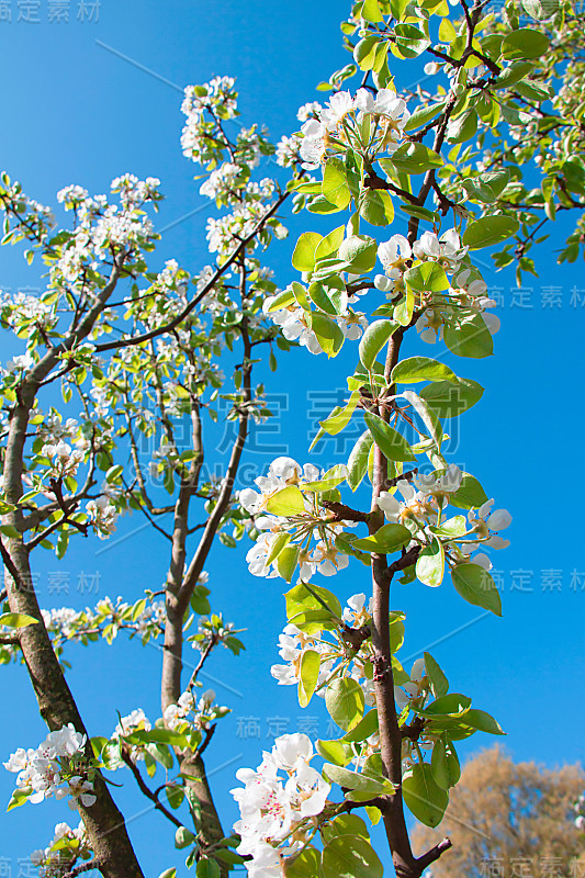 苹果树上的颜色