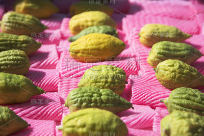 Sukkoth的柑橘假日市场