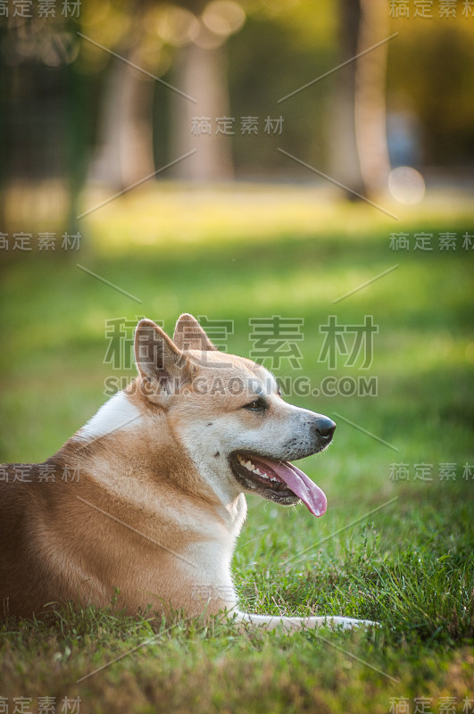 公园里的柴犬