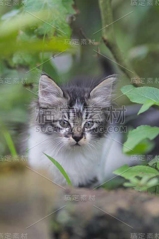 院子里可爱的小猫
