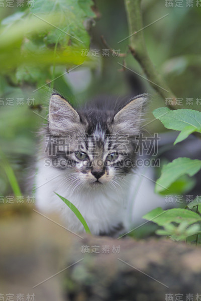 院子里可爱的小猫