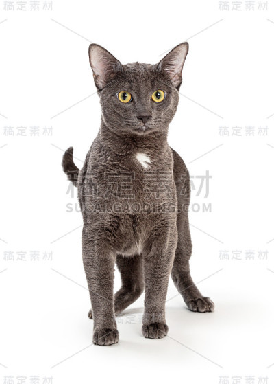 灰猫白斑站着向前看
