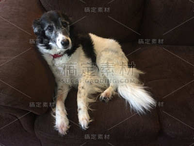 扶手椅边境牧羊犬