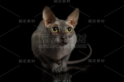纯种无毛加拿大狮身人面像猫