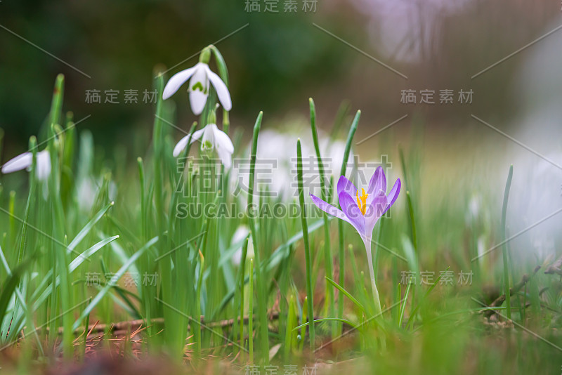 雪花莲和番红花