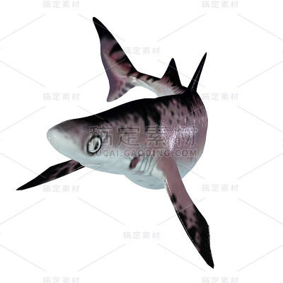海波顿格式鲨鱼