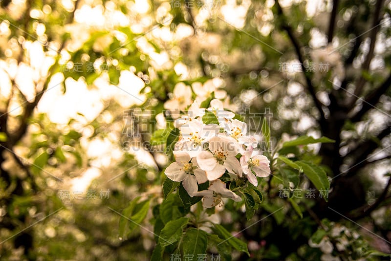 春天苹果花