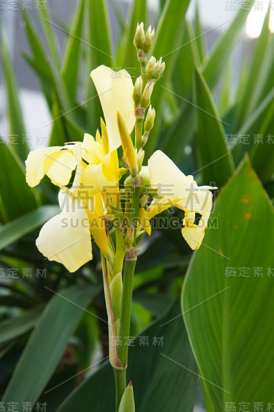 美人蕉的叶子是绿色的，银鼠的花是白色的，绿色垂直