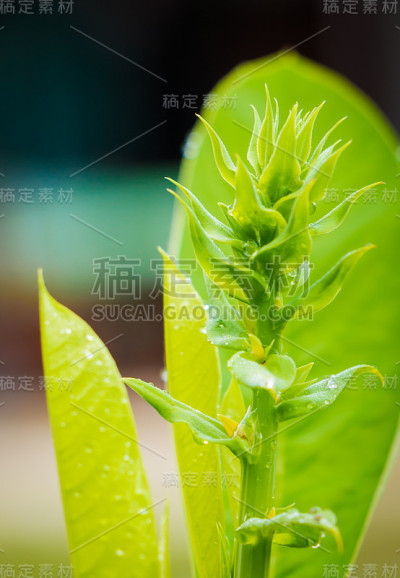 树顶