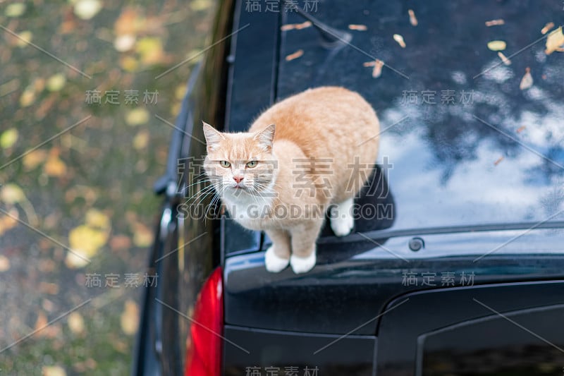 红猫坐在车顶上