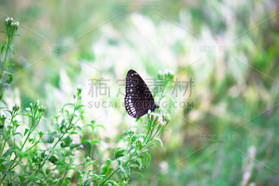 普通的乌鸦蝴蝶坐在花上喝花蜜