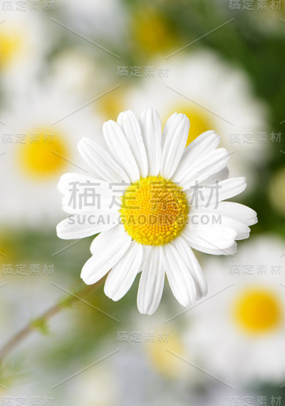 水中倒影的野生洋甘菊。