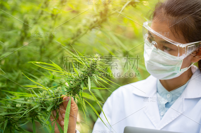 女性科学家在一个大麻领域检查植物和花，替代草药概念，大麻研究，cbd大麻油，制药工业。