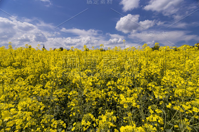 盛开的油菜籽字段
